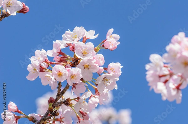 Fototapeta 満開の桜