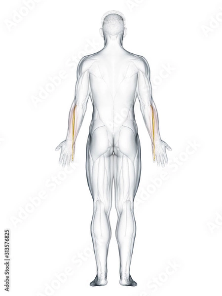 Fototapeta 3d rendered muscle illustration of the extensor digiti minimi