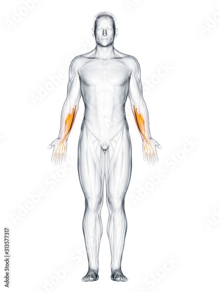 Fototapeta 3d rendered muscle illustration of the flexor digitorum superficialis