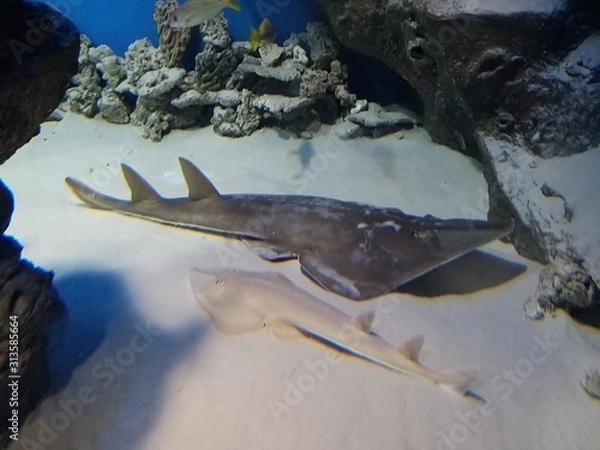 Obraz подводный мир выставка морских рыб Новосибирский океанариум