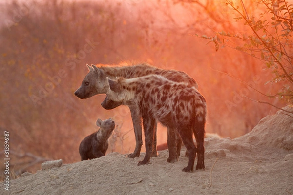 Fototapeta spotted hyenas with cub at den