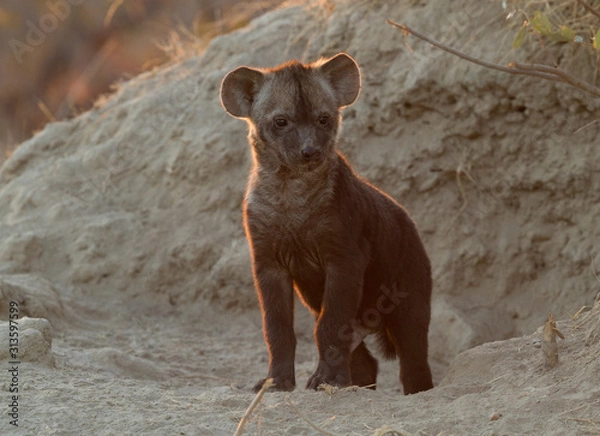 Fototapeta Spotted hyena cub backlit in morning light