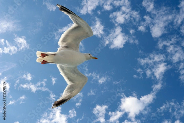 Obraz Möwe am Himmel