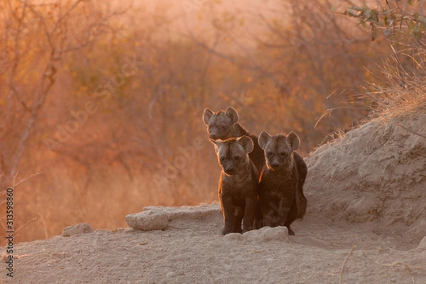 Fototapeta three young spotted hyena cubs at their den
