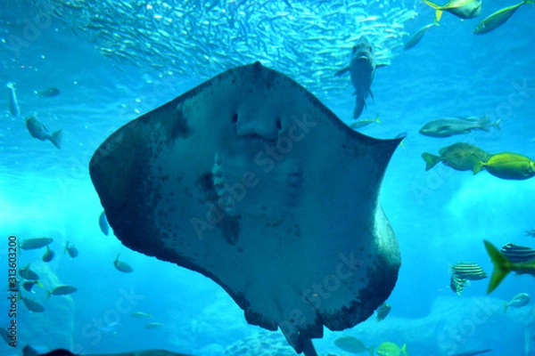 Obraz 水中を滑るように泳ぐアカエイの力強い姿