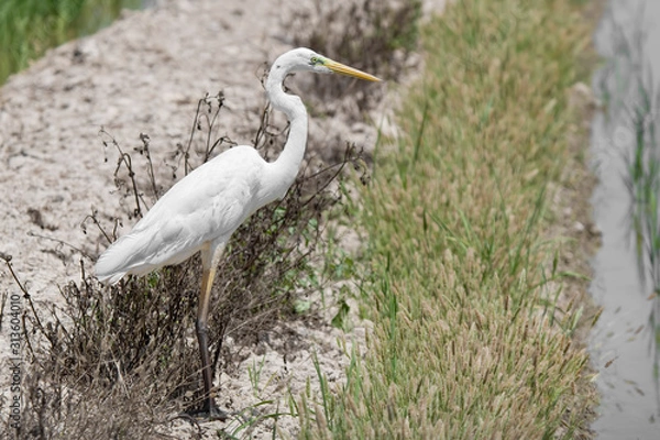 Obraz great white egret