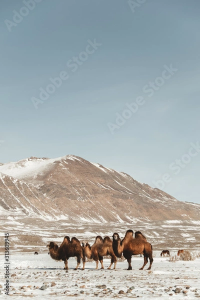 Fototapeta furry camels in the middle of the mountains and snowy desert on a clear sunny day
