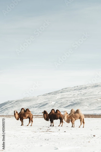 Fototapeta furry camels in the middle of the mountains and snowy desert on a clear sunny day