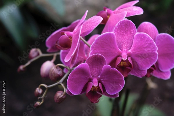 Fototapeta phalaenopsis