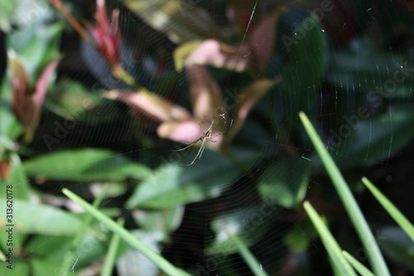 Obraz Spider