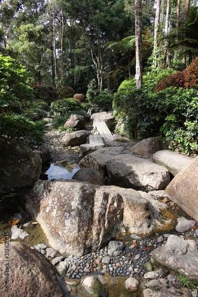 Obraz Forest