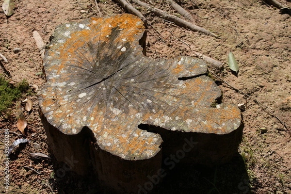 Obraz Wood