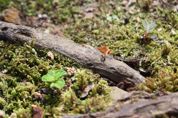 Obraz Wood