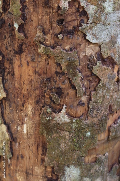 Obraz Wood