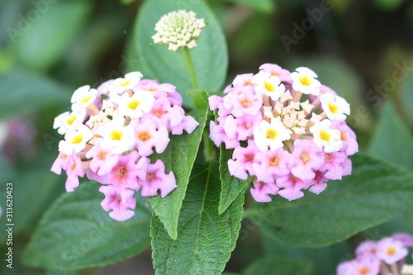 Obraz Flower