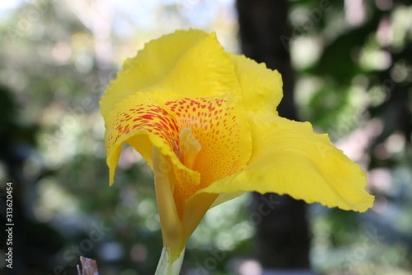 Obraz Flower