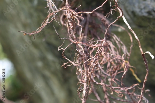 Obraz Plant