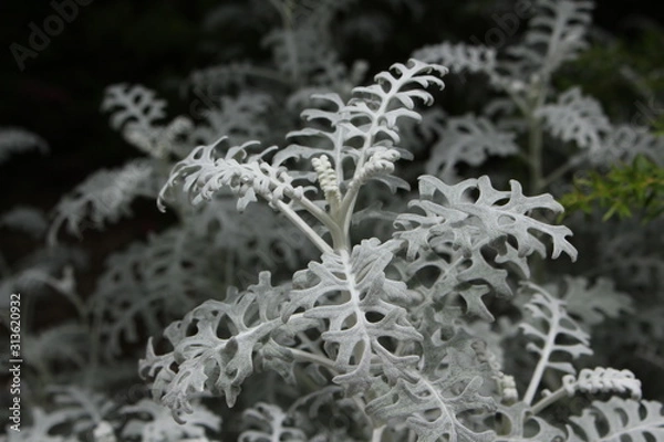 Obraz Flower