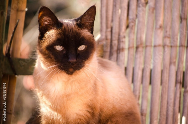 Obraz SIAMESE CAT LOOKING TOWARDS THE HORIZON