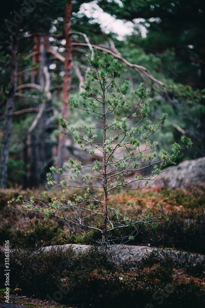 Obraz New Growth in the Forest 