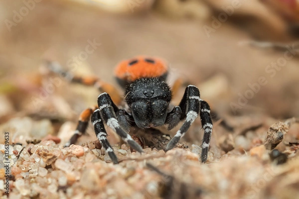 Obraz Röhrenspinne #01