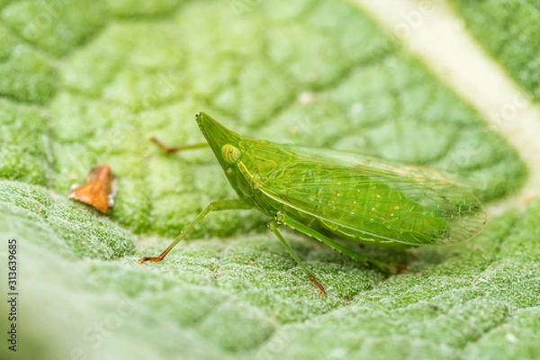 Obraz Laternenträger