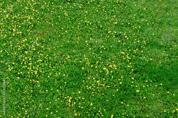 Obraz grassy meadow with dandelions,