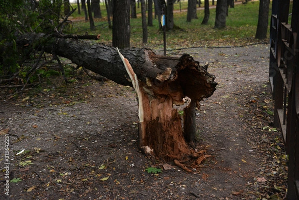 Fototapeta in the Park there are trees on branches leaves are colored, yellow, green