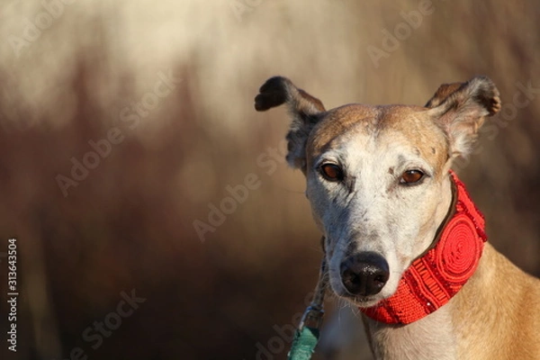 Obraz Rosso d'inverno