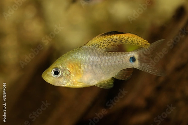 Obraz Drape finned barb Aquarium Fish Oreichthys crenuchoides neon highfin barb