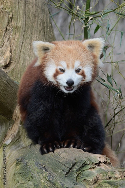 Obraz red panda