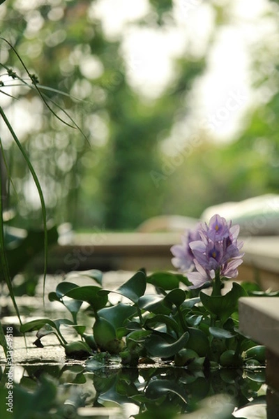 Obraz Giacinto d'acqua