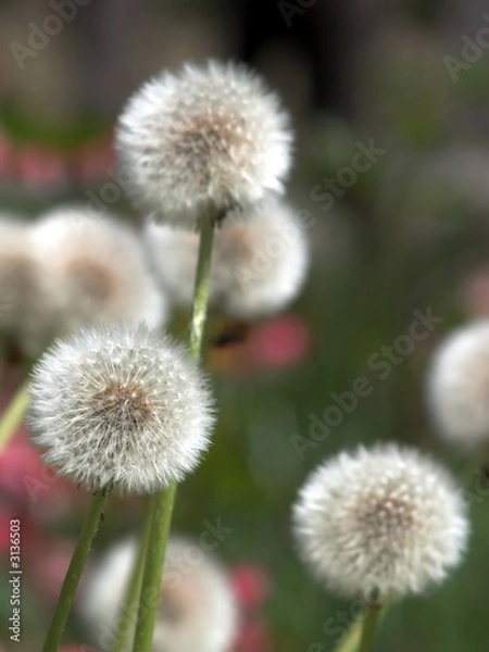 Fototapeta löwenzahn blume