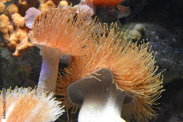 Obraz sea anemone in saltwater aquarium reef