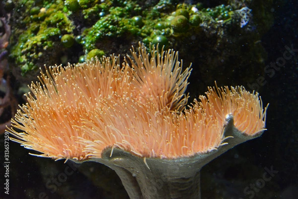 Obraz sea anemone in saltwater aquarium