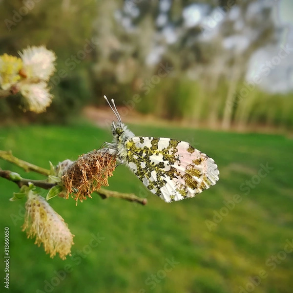 Obraz Orange-tip, Anthocharis cardamines