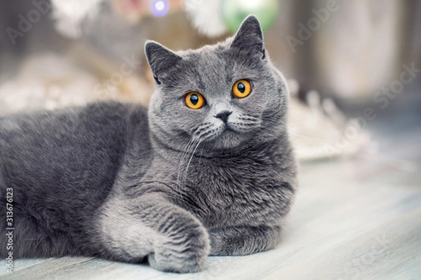 Obraz Cute fluffy cat resting, Scottish cat on blurred background, grey pet at home