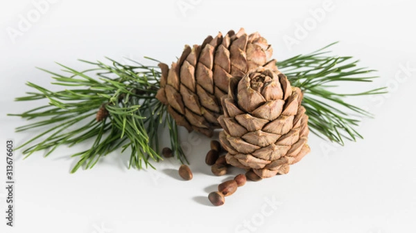 Fototapeta close-up, isolate cedar cones with branches and nuts