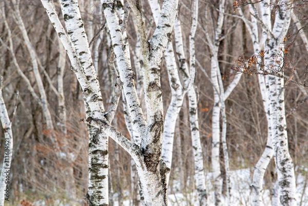 Fototapeta 白樺の木々 冬の森林
