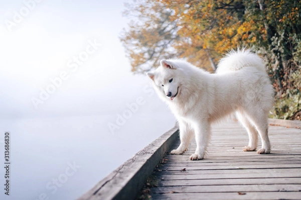 Obraz Samoyed at the lake