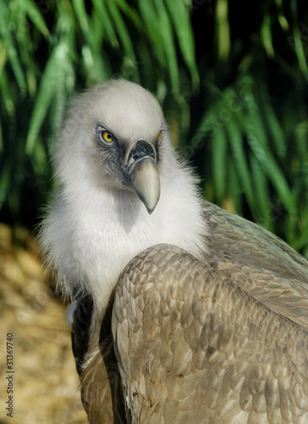 Fototapeta Griffin Vulture
