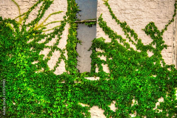 Obraz Vine and the window