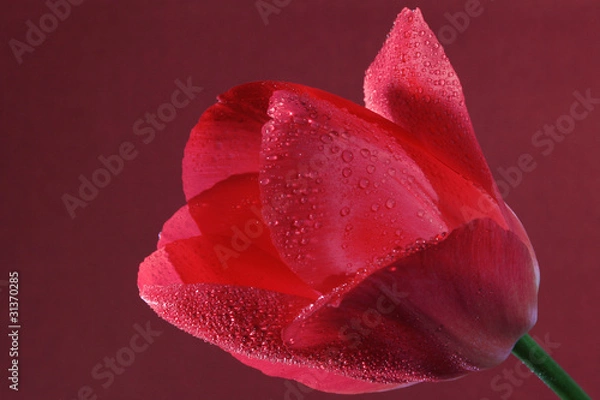 Obraz czerwony tulipan