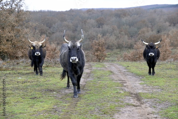 Fototapeta ATAPUERCA