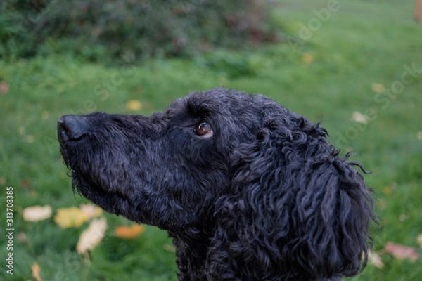 Fototapeta Dog Potrait