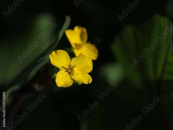 Fototapeta コウサイタイの花