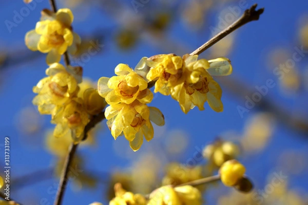 Fototapeta 青空を背景にロウバイの花が咲く