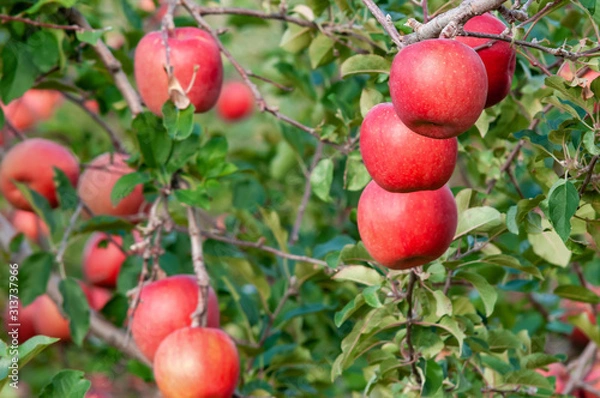 Fototapeta 【青森津軽のりんご園】津軽の真っ赤なりんごは今収穫中