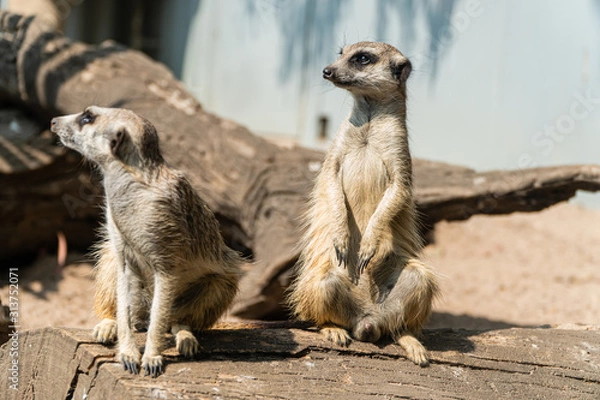 Fototapeta meerkat on guard