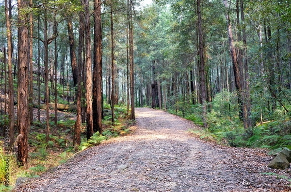 Obraz Bush walk and a walking track in wild forest in Berowra National Park, Australia